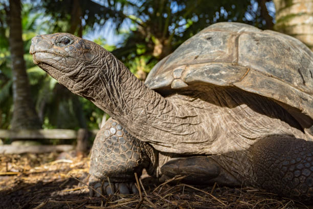 istock Portrait of a giant tortoise 40 862238534