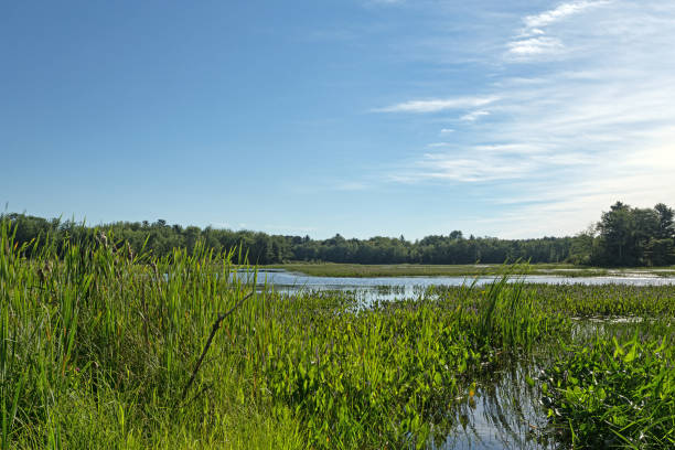 istock Upper Mason Pond in Belfast, Maine 862239262
