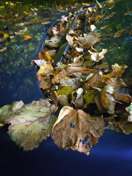 istock Fallen yellow leaves on a blue car 862239662