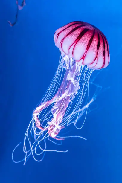 Photo of Pacific sea nettle Chrysaora melanaster jellyfish. Vibrant Pink against a deep blue background