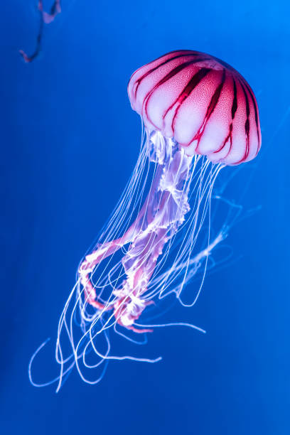 pacific sea nettle chrysaora melanaster jellyfish. vibrant pink against a deep blue background - medusa imagens e fotografias de stock