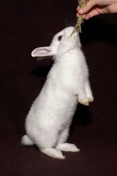 Photo of White hare on black background eating hay with hands