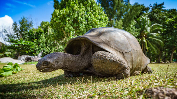 istock Portrait of a giant tortoise 56 862246196