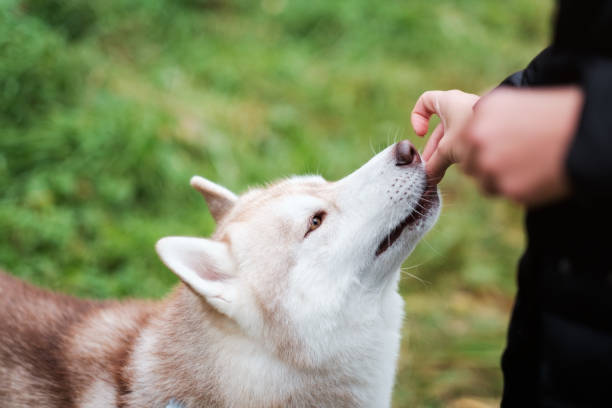 istock Training award. The owner gives his dog food for doing a command. 862250546