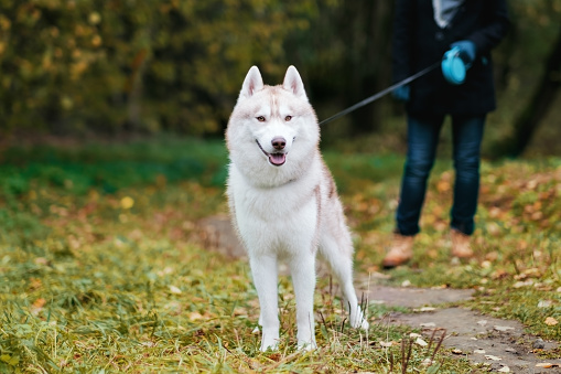 Man walking with husky. Dog standing with leash on autumnal path