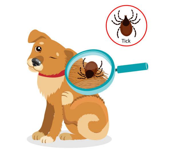 Dog Parasites. Tick On Dog In The Fur As A Close Up Magnification Vector. Spread Of Infection. Dog Parasites. Tick On Dog In The Fur As A Close Up Magnification Vector. Spread Of Infection. Pet Veterinary Medicine Vector. tick animal stock illustrations