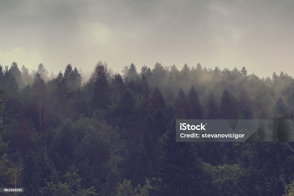 Misty forest of evergreen coniferous trees Misty forest of evergreen coniferous trees in foggy landscape Forest Stock Photo