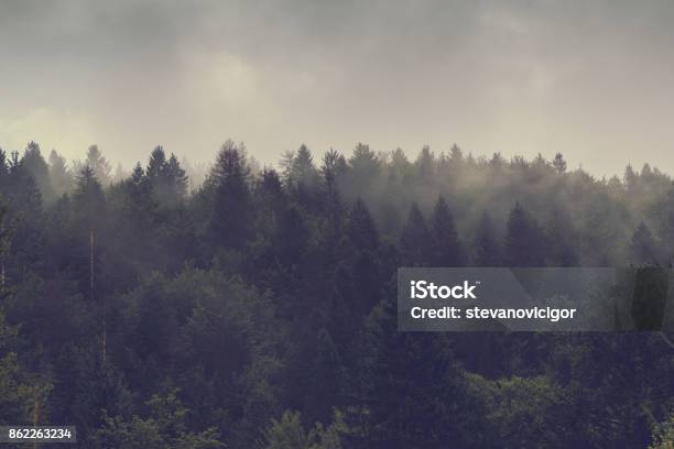 Misty Forest Of Evergreen Coniferous Trees Stock Photo - Download Image Now - Forest, Woodland, Dark