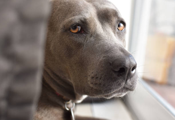 Grey pitbull with puppy dog eyes looking out the window