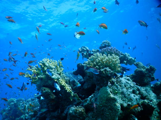 istock Coral Reef, Red Sea, Egypt 862266950