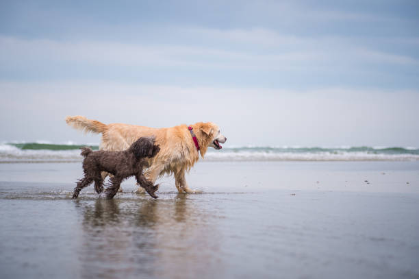 istock Golden Retriever at the beach 862270008