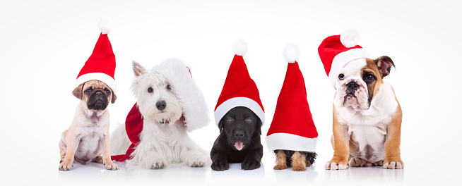 five little dogs wearing santa claus hats sitting on white background