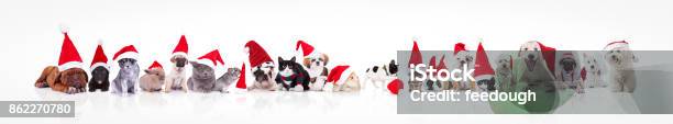Large Group Of Animals Waring Santa Claus Hat Stock Photo - Download Image Now - Christmas, Dog, Pets