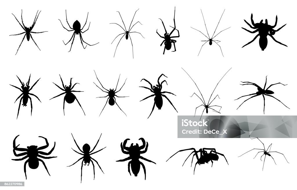 Set of different spiders Set of different spiders isolated Composite Image stock vector