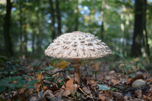 Parasol mushroom in autumn light