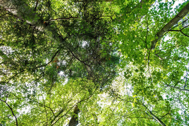 istock Sunlight goes through green forest Sunny Day. 862277144