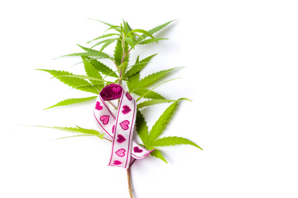 marijuana leafs with cancer awareness symbols - photography sign table ganja imagens e fotografias de stock