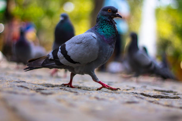 istock pigeon walking on the sidewalk 862278566