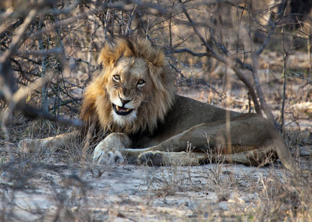 istock Male Lion yawns IV 862279746