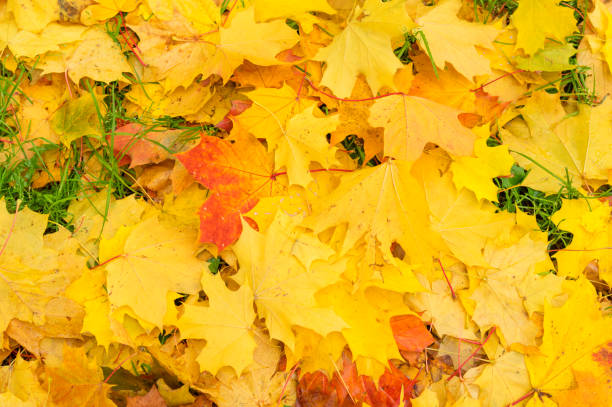 istock Background of autumn leaves 862280164