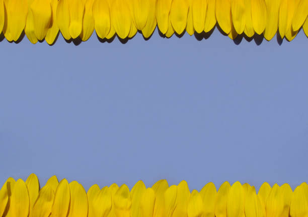 istock Sunflower petals on lilac background. 862285902
