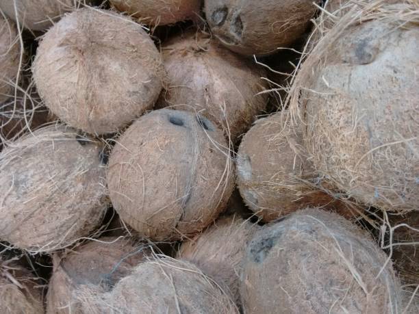 istock Coconut, kelapa, cocoa nut, niyor, or coconut palm 862289806