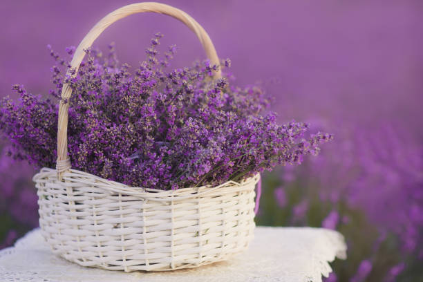 istock White basket with lavender flowers in the field 862290178