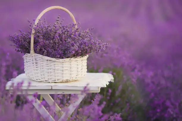 Photo of White basket with lavender flowers in the field