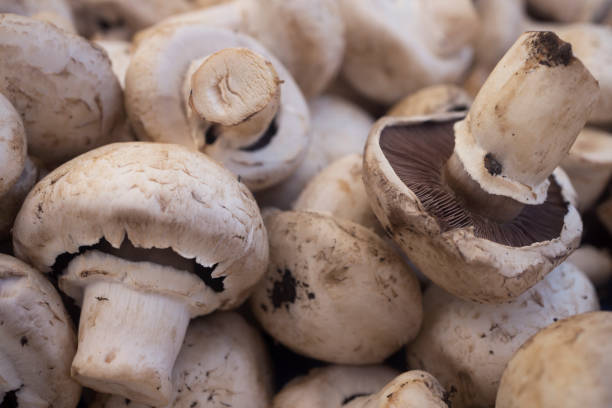tło grzybów - edible mushroom zdjęcia i obrazy z banku zdjęć