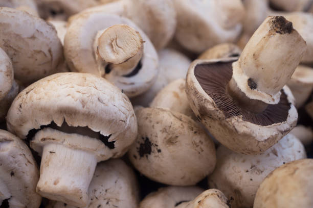 mushroom backdrop - edible mushroom imagens e fotografias de stock