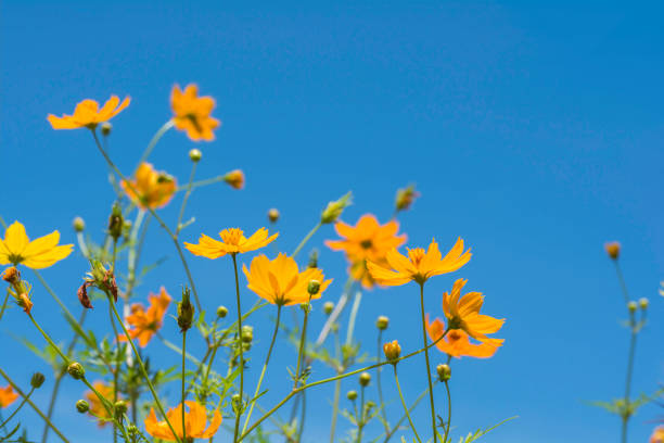 istock Yellows cosmos flowers on the sky background 862291480