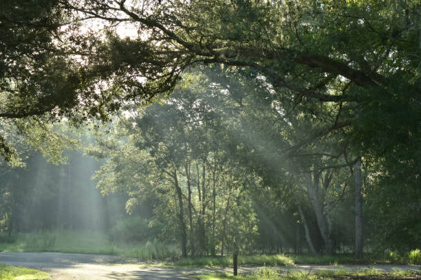 istock morning sunlight shining through the branches on a hot summer morning 862291974