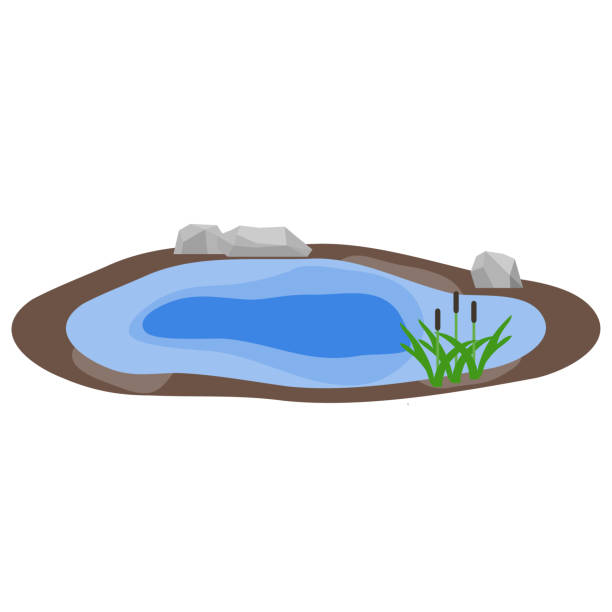 ilustrações, clipart, desenhos animados e ícones de lago, lago com pedras e juncos, água. - hector