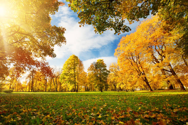 istock trees on the field in autumn 862296268