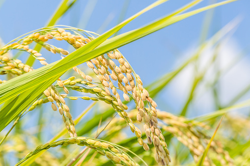 Rice cultivar of harvest