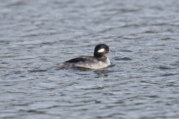 istock Female Bufflehead swimming 862296706