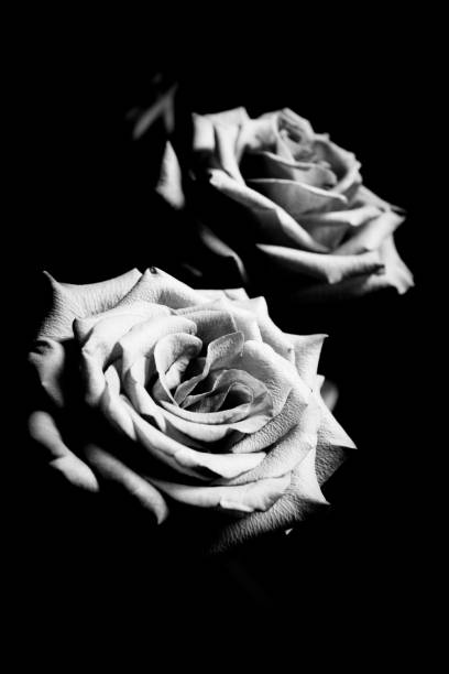istock Pink lilac flower on dark background. 862297684