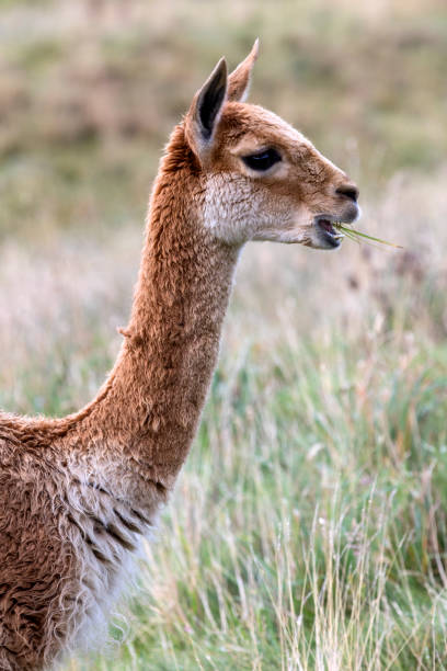 istock Vicuna - Patagonia - southern Chile 862298538