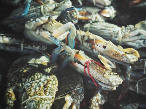 Fresh crab