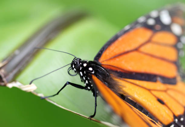 istock Monarch butterfly sitting on the green leaf 862301912