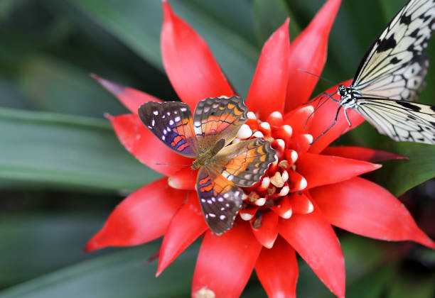 Beautiful butterfly is on multi colored flower in garden.