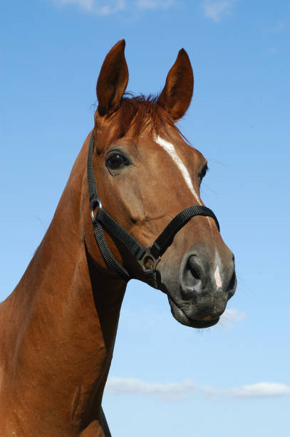 istock The bay horse 862305690