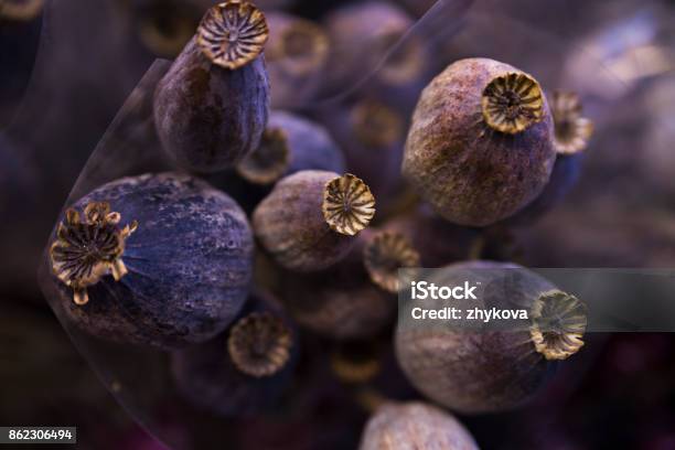 Dry Poppy Purple And Gray Stock Photo - Download Image Now - Medicine, Opium, Poppy - Plant