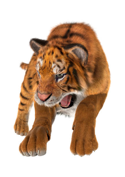 大きなレンダリング 3 d 猫白虎 - tiger roaring danger power ストックフォトと画像