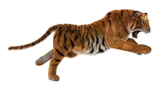 3d rendering grande tigre gatto su bianco - tiger roaring danger power foto e immagini stock