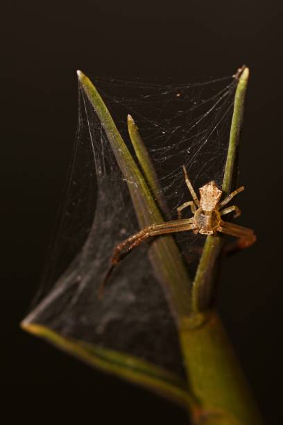 istock Close up spider and spider web on bamboo shoot, black background (vertical) 862312902