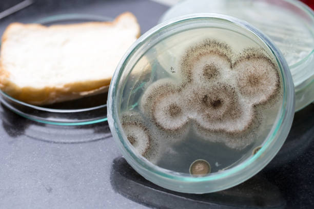 testing fungus from bread in petri dishes and medicine for education in laboratories. - petri dish agar jelly laboratory glassware bacterium imagens e fotografias de stock