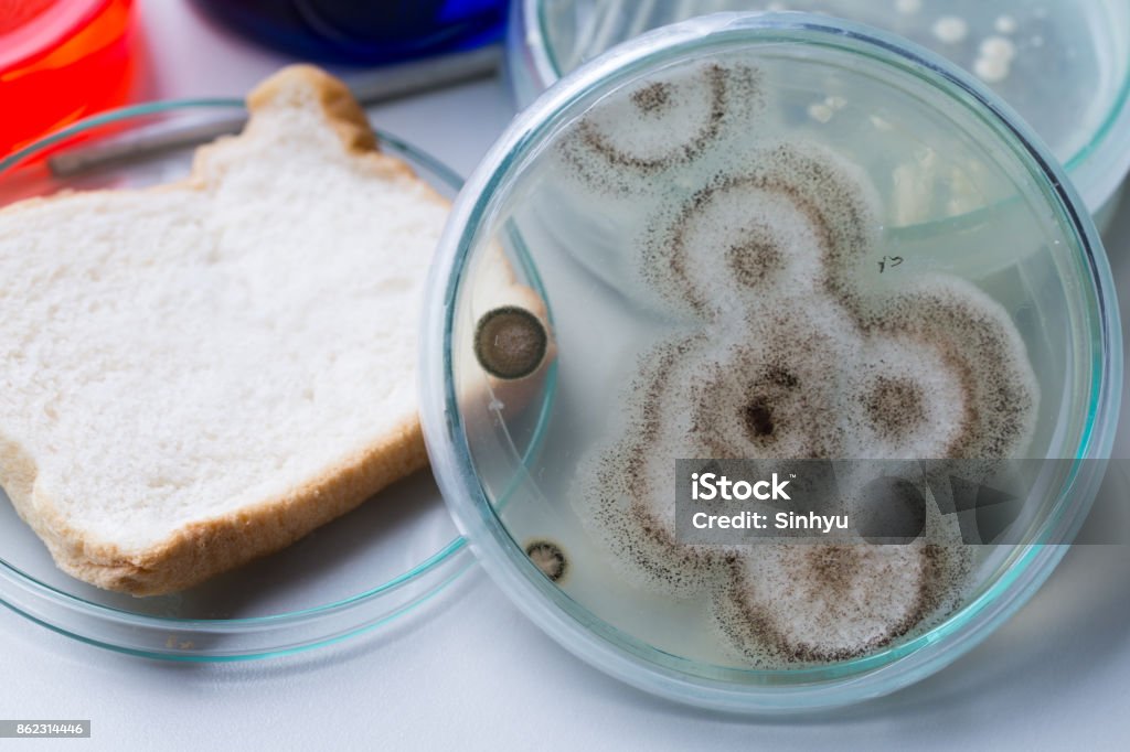 Prueba el hongo del pan en platos de Petri y medicina para la educación en laboratorios. - Foto de stock de Agar-agar libre de derechos