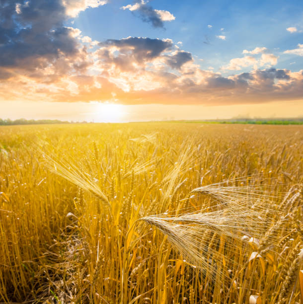 istock summer wheat field at the sunset 862314544