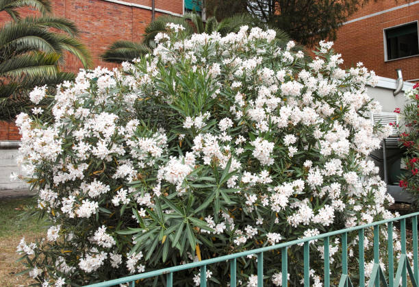 istock detailof white oleander 862314620
